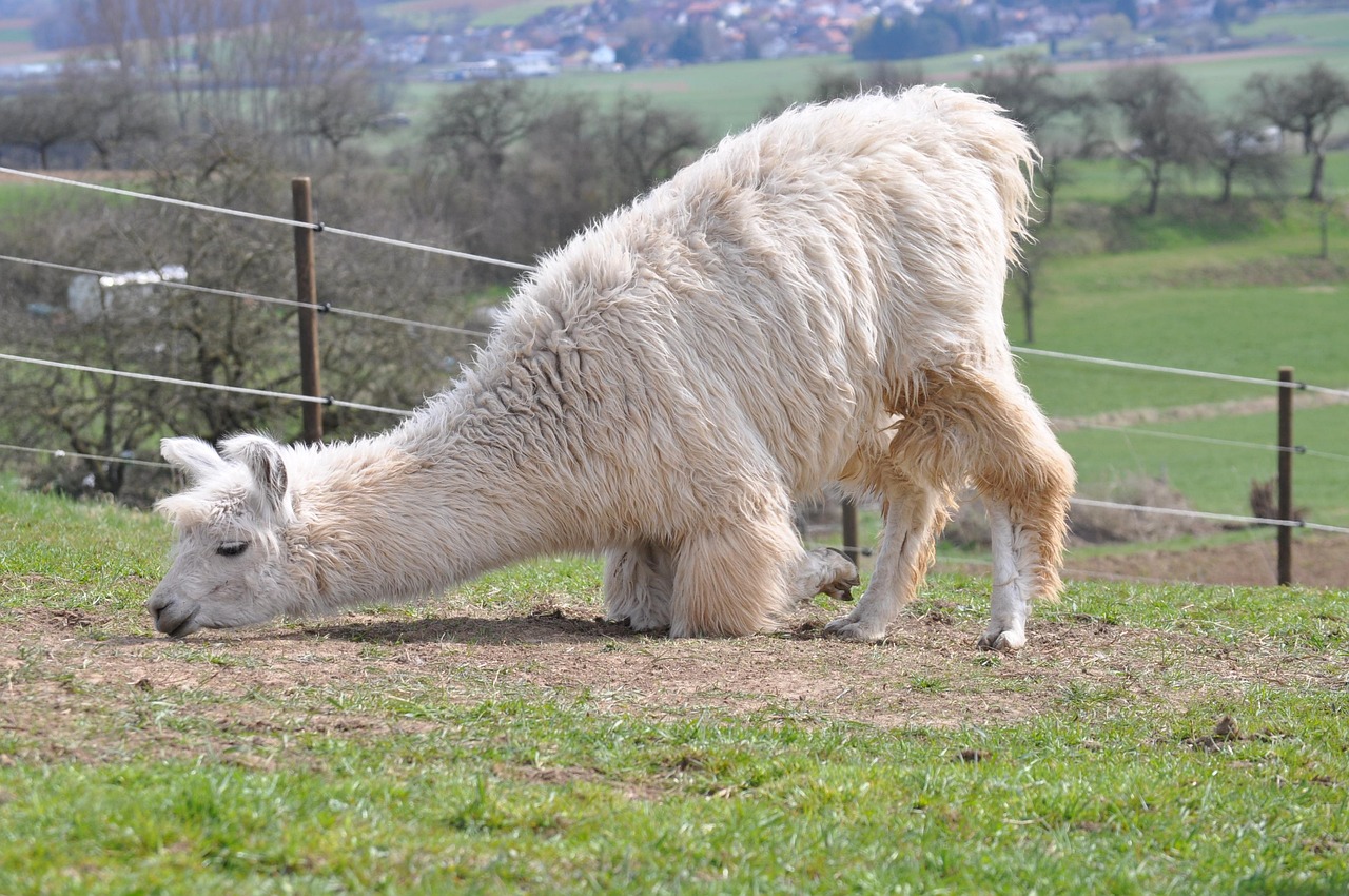 铁塔猫烟花芒果珠（细）：浦口靠谱代理注册商标咨询