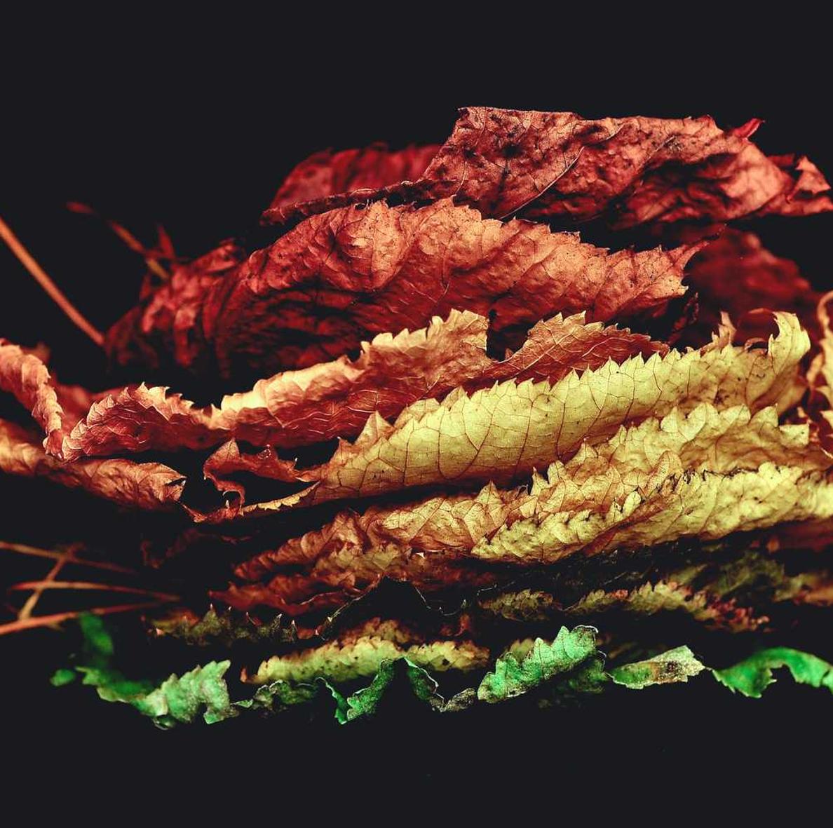 欧宝团队竞技抖音蓝鲸账号注册